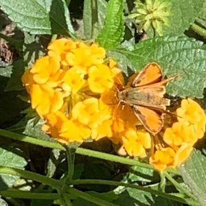 Meet your Posher, Shane